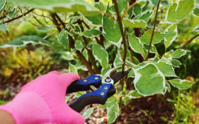 Tuintips voor april