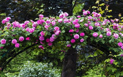 Tuintips voor de maand juni zijn…