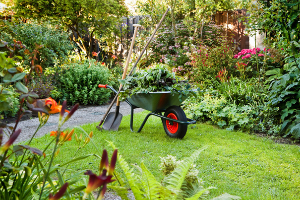 Tuintips voor augustus