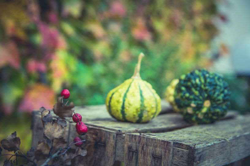 Tuintips voor de maand Oktober!