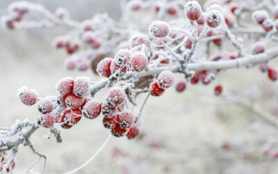 Tuintips december