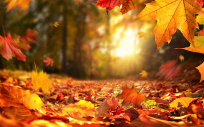 Klussen in de herfst